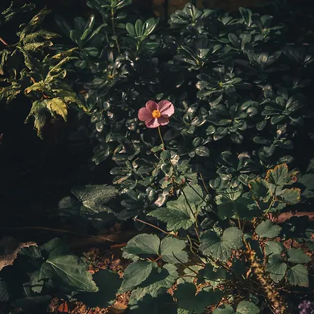 Casa Profumoir - Olfactive Experience *